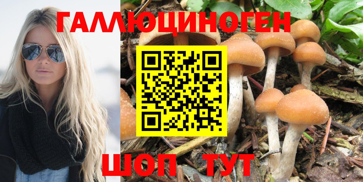 Псилоцибиновые грибы Psilocybe Благодарный